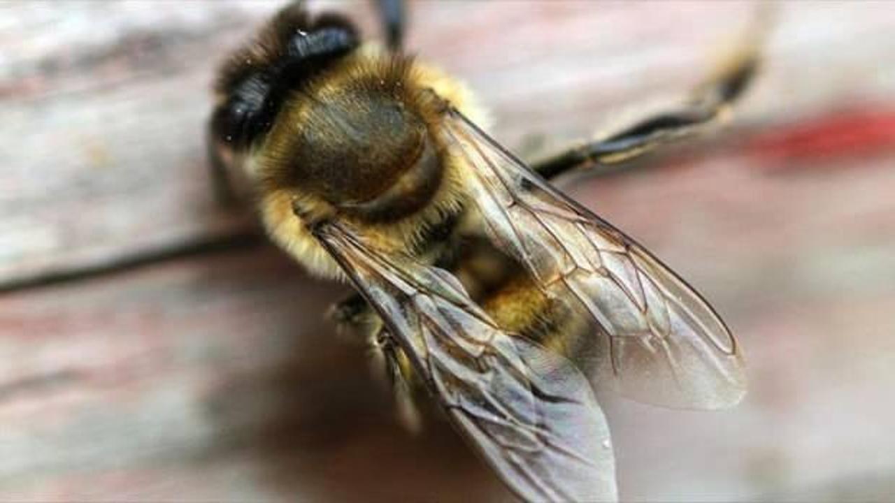 Bingöl'de arıların saldırısına uğrayan kişi öldü!
