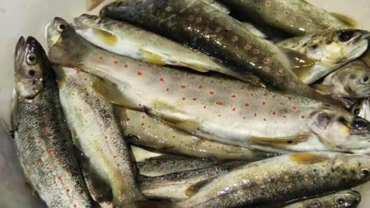 Nesli t&uuml;kenen kırmızı benekli alabalık avladı! Cezadan ka&ccedil;amadı   