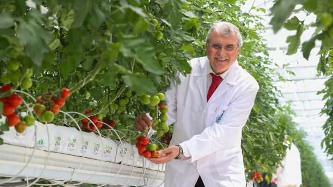 Sakarya'da topraksız tarım sistemi ile üretilen domateste hasat zamanı