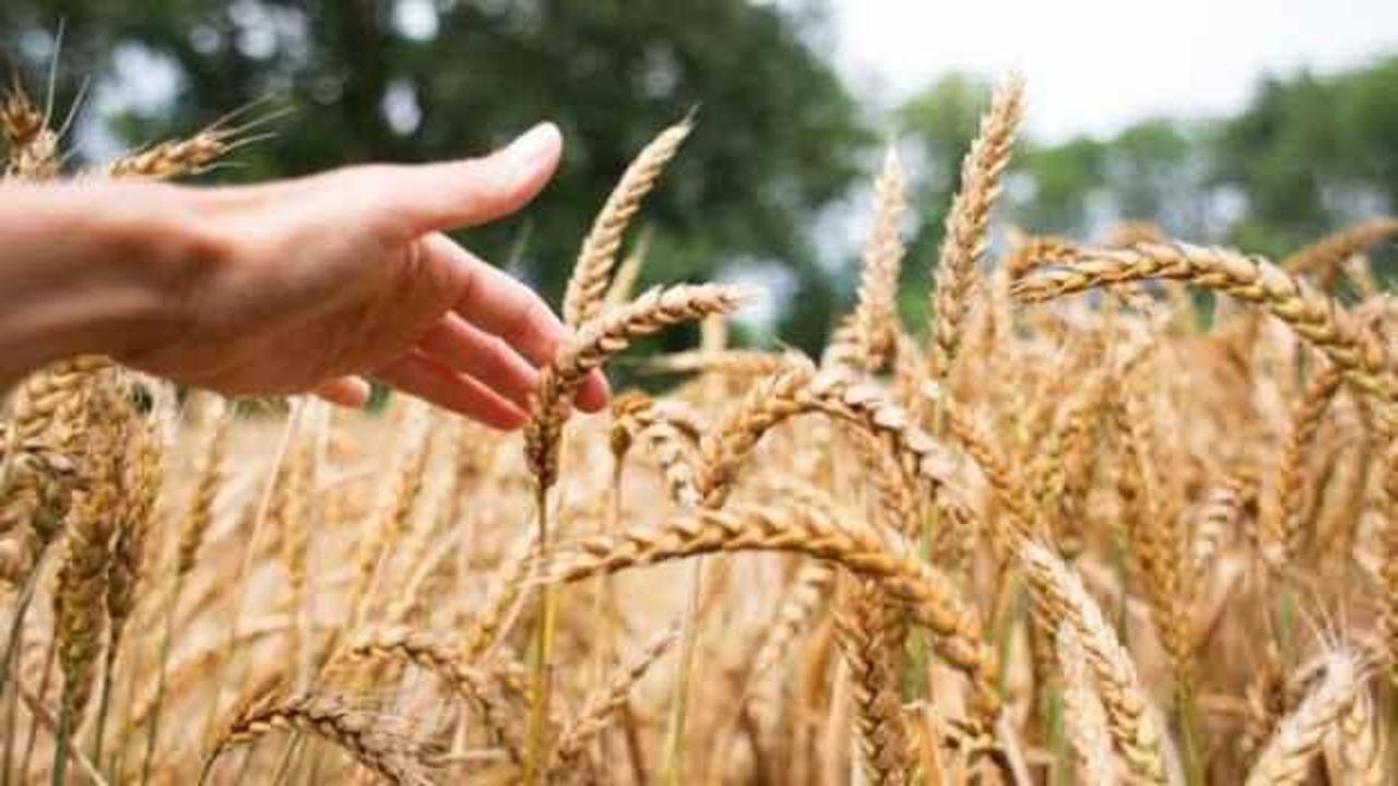 TMO Genel Müdürü'nden önemli buğday mesajı