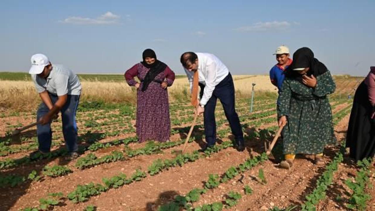  Vali Ayhan pamuk tarlasında tarım iş&ccedil;isi gibi &ccedil;alıştı   