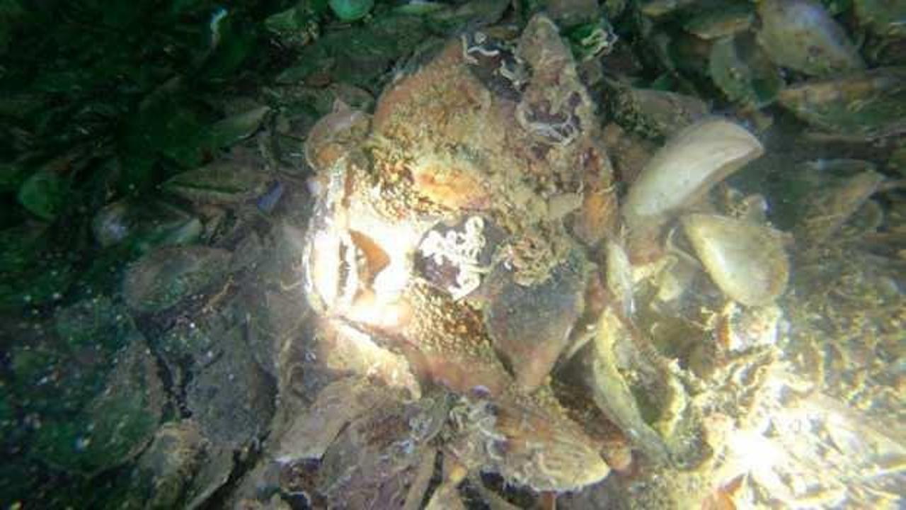 Yalova’da deniz polisi ender rastlanan ahtapot türünü görüntüledi