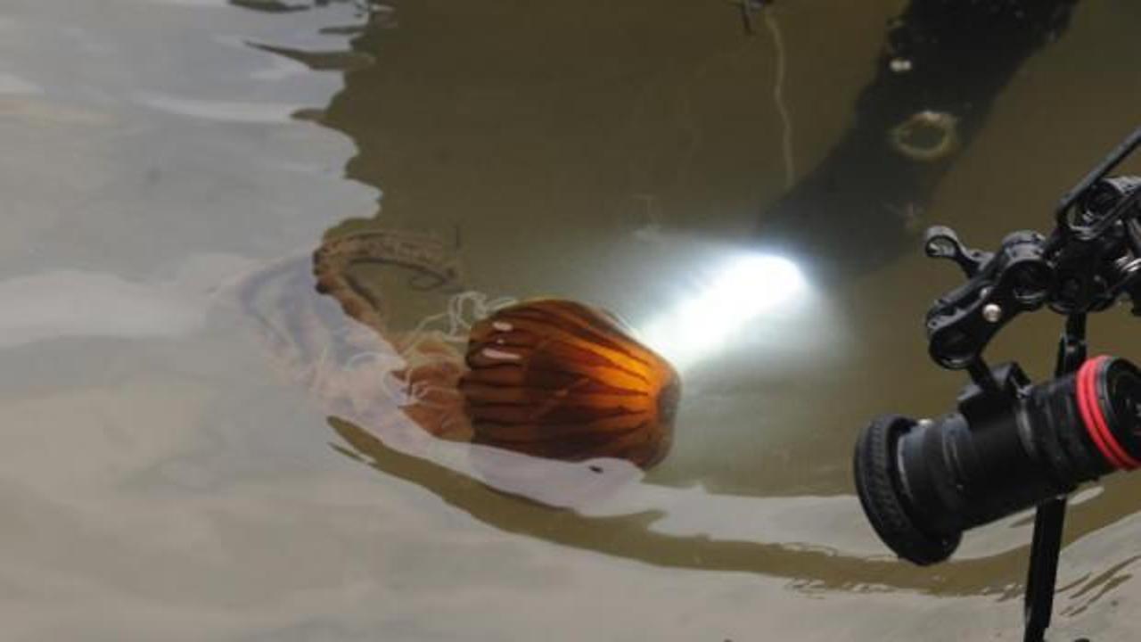 Yalova’da pusula denizanası uyarısı