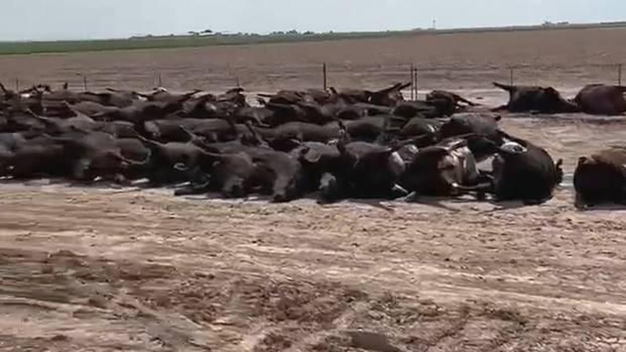 ABD'de aşırı sıcaklardan en az 2 bin sığır telef oldu