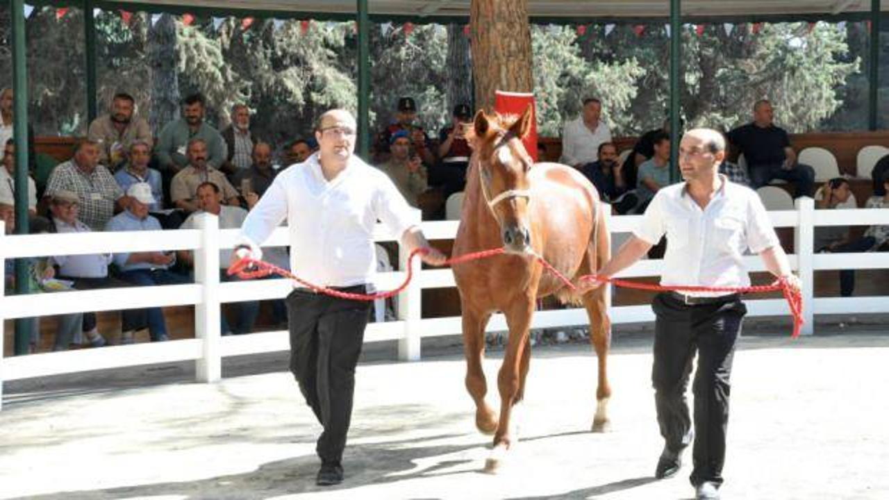 Bursa Karacabey'de taylar ev fiyatına satıldı 