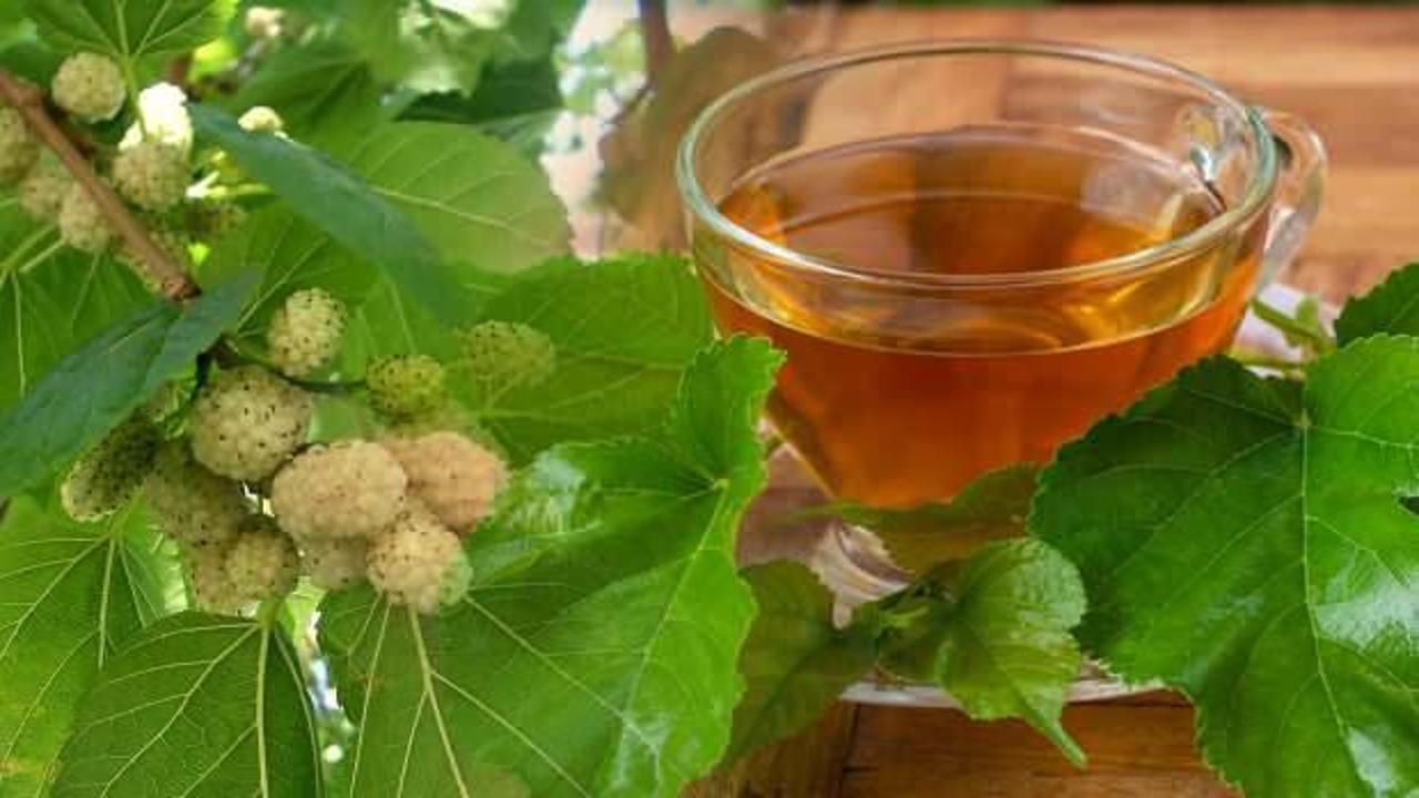 Taze dut yaprağı çayı faydaları nelerdir? Dut yaprağı çayı nasıl demlenir?
