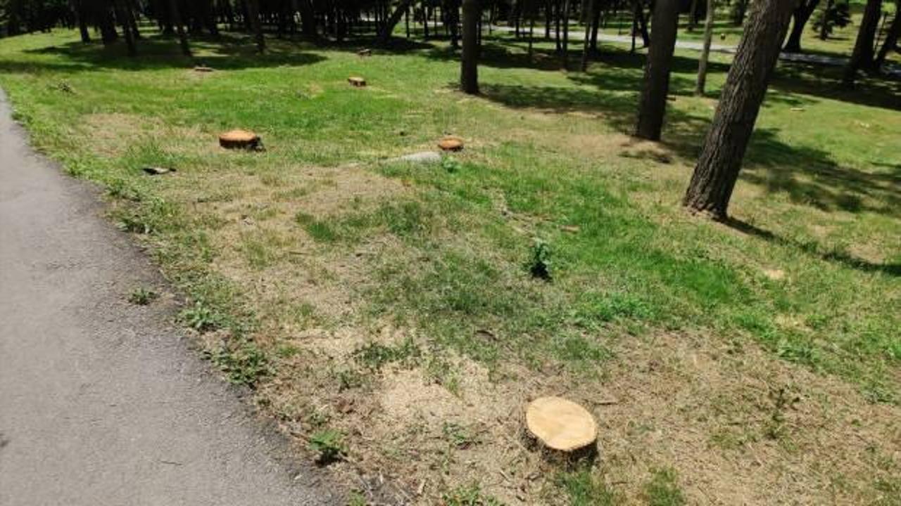 Emirgan Korusu'nda ağaç kıyımı yapan CHP'li İBB'ye para cezası