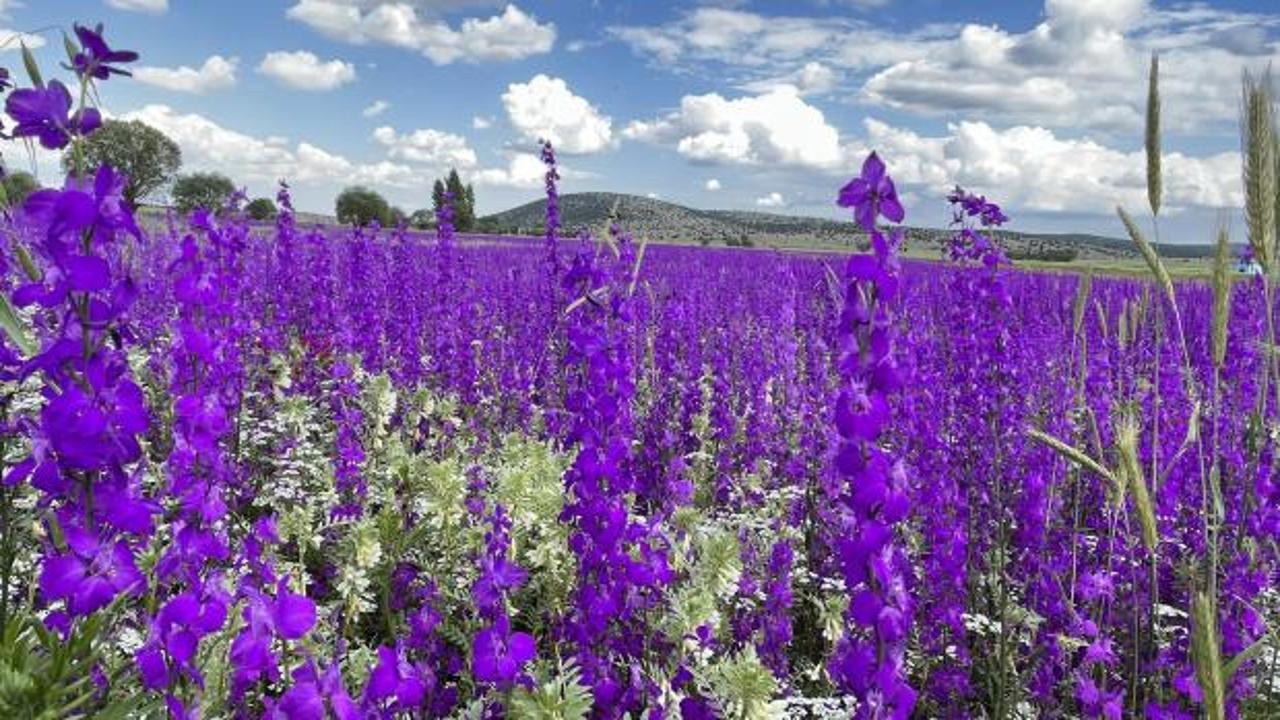 Eskişehir&rsquo;de mor renkli yabani otlar g&ouml;renleri hayran bırakıyor   