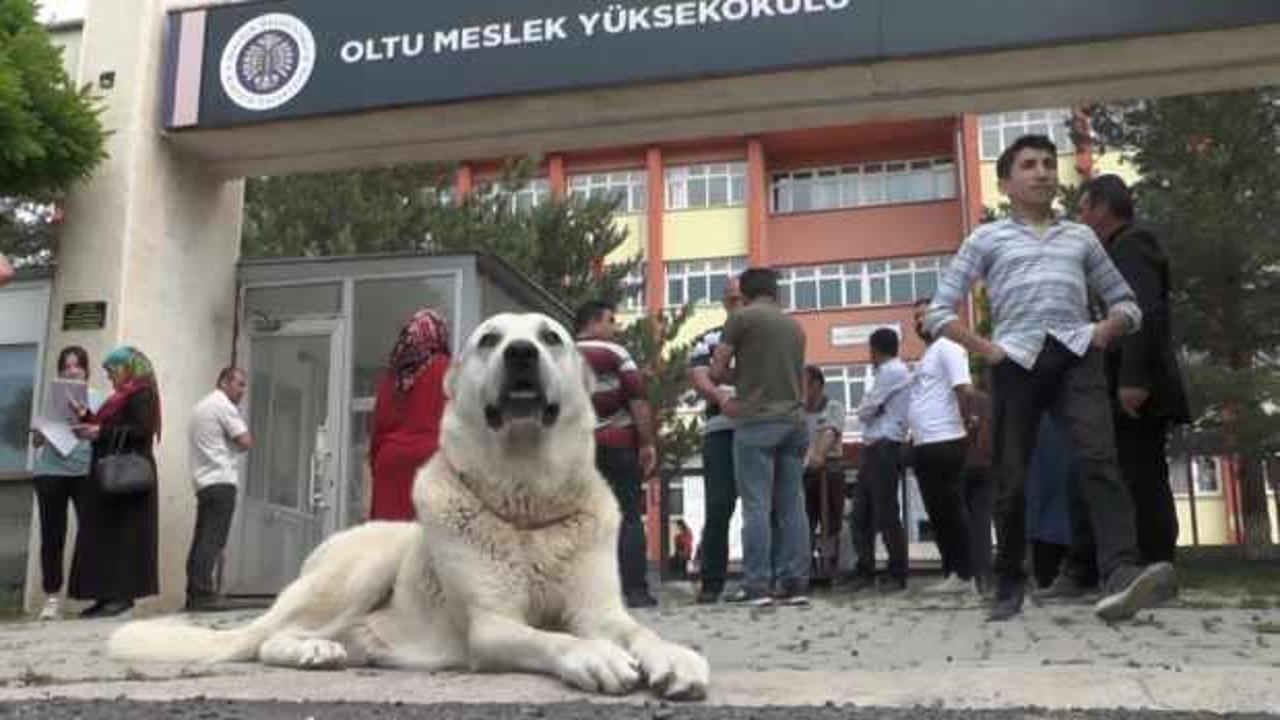 Kangal köpeği sınava giren sahibini okulun kapısında bekledi