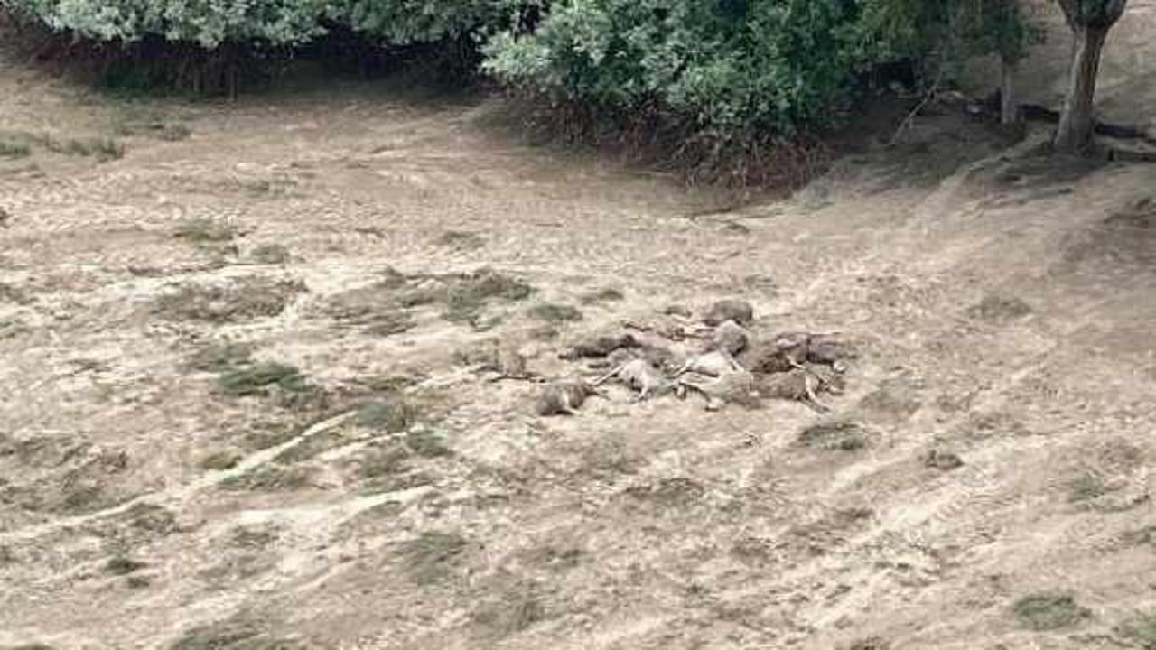 Kayseri'de sele kapılan 230 koyun öldü