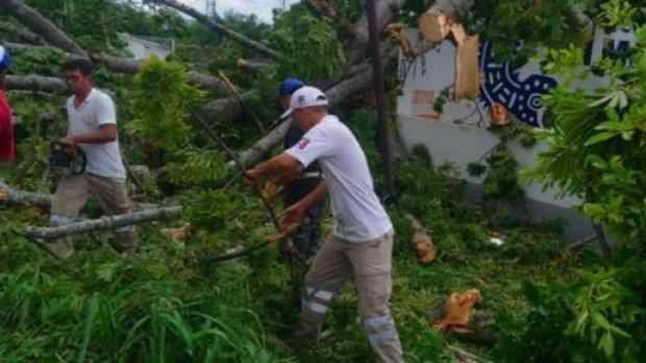 25 metrelik ağaç devrildi: 3 ölü, 1 yaralı