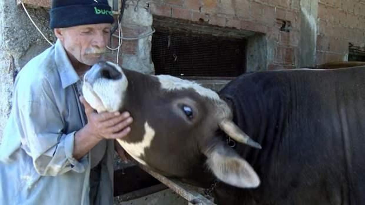 Bursa&rsquo;da 73 yaşındaki &ccedil;oban boğaları masaj yaparak kuzuya d&ouml;n&uuml;şt&uuml;r&uuml;yor