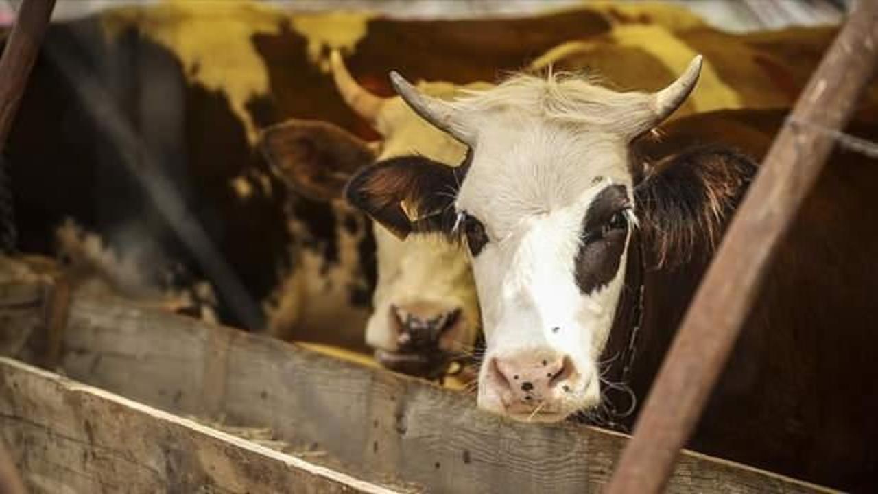 150 bin besilik sığır ithalatına izin: Arz güvenliğini sağlayacak