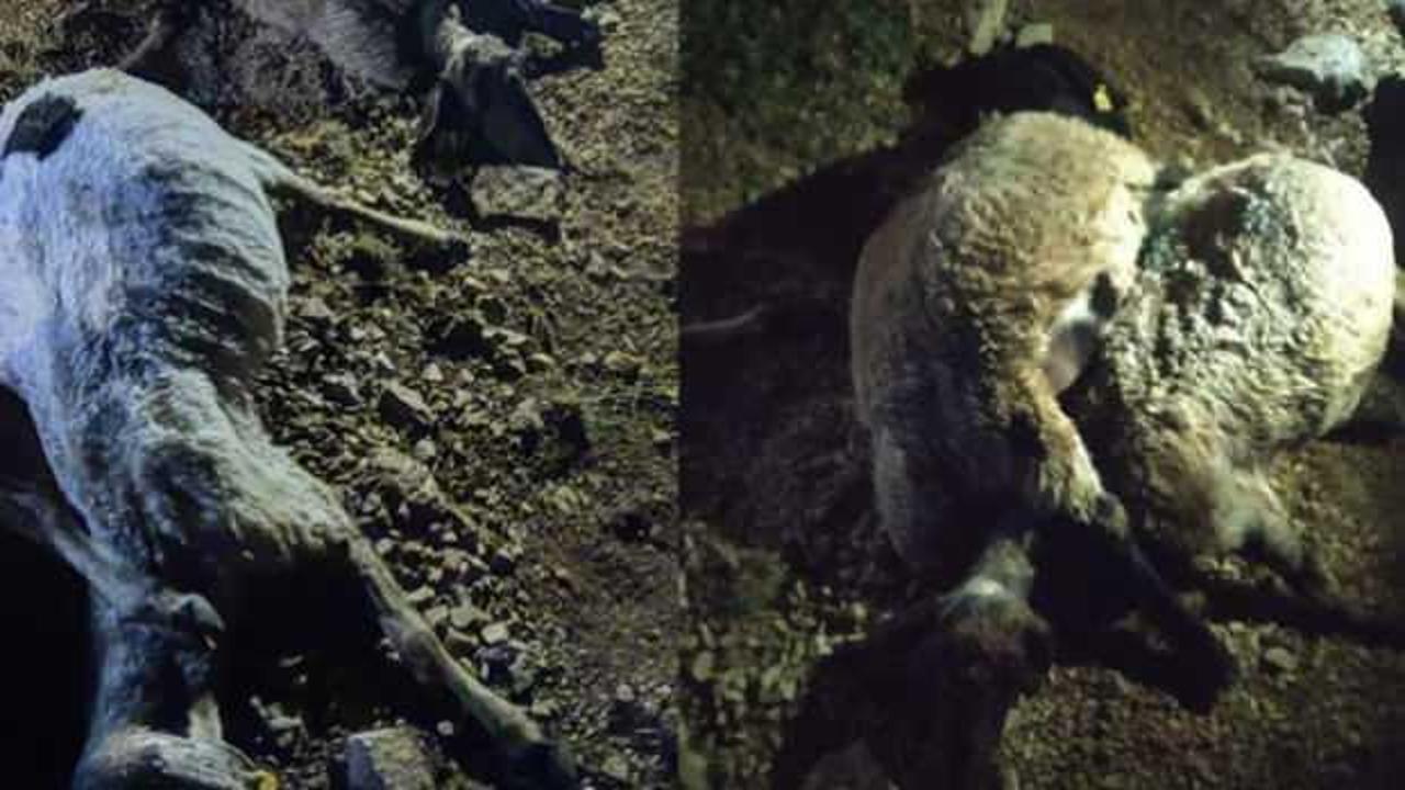 Van&rsquo;da yıldırım d&uuml;şt&uuml;, 63 koyun telef oldu