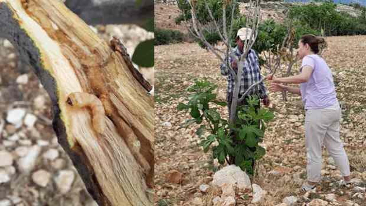 Aydın&rsquo;da incir ağa&ccedil;larında 'teke b&ouml;ceği' alarmı! 