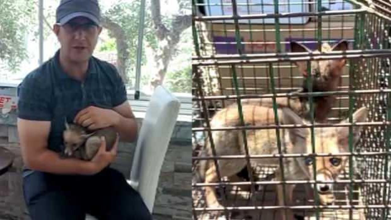 Bursa&rsquo;da anneleri &ouml;len tilkileri kucağında b&uuml;y&uuml;tt&uuml;  