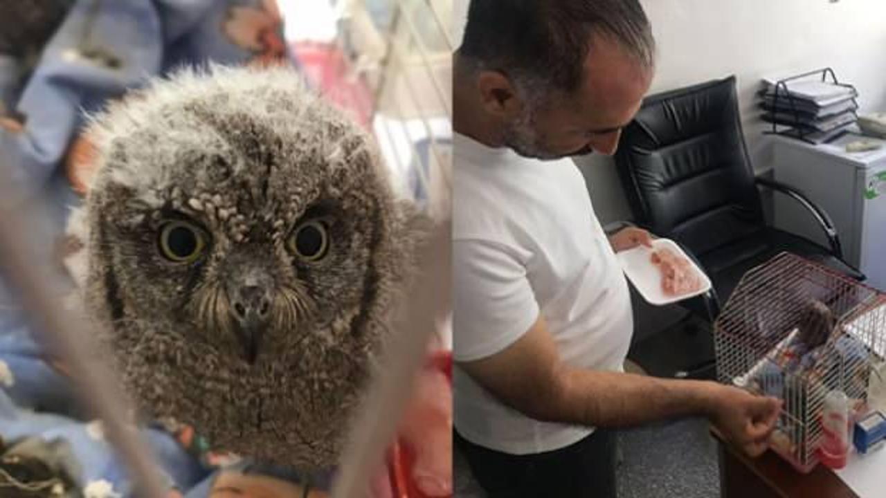 Dicle&rsquo;de bulunan 2 baykuş yavrusu korumaya alındı