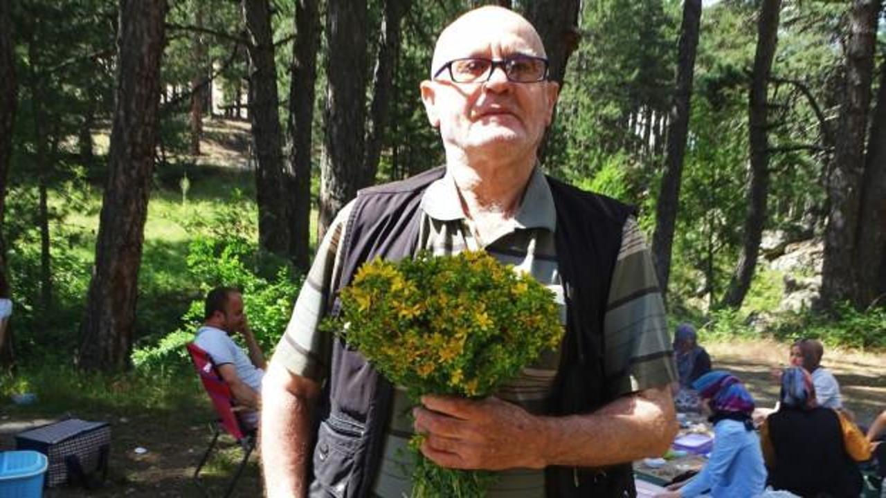 K&uuml;tahya&rsquo;da piknik&ccedil;ilerin g&ouml;zdesi şifa deposu 'Sarı kantaron otu'