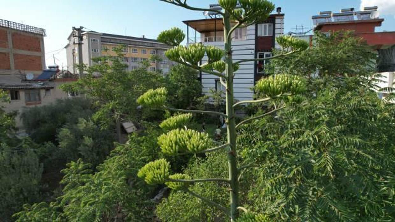 &Ouml;mr&uuml;nde bir kere &ccedil;i&ccedil;ek a&ccedil;ıyor! Agave bitkisi Denizli&rsquo;de ortaya &ccedil;ıktı