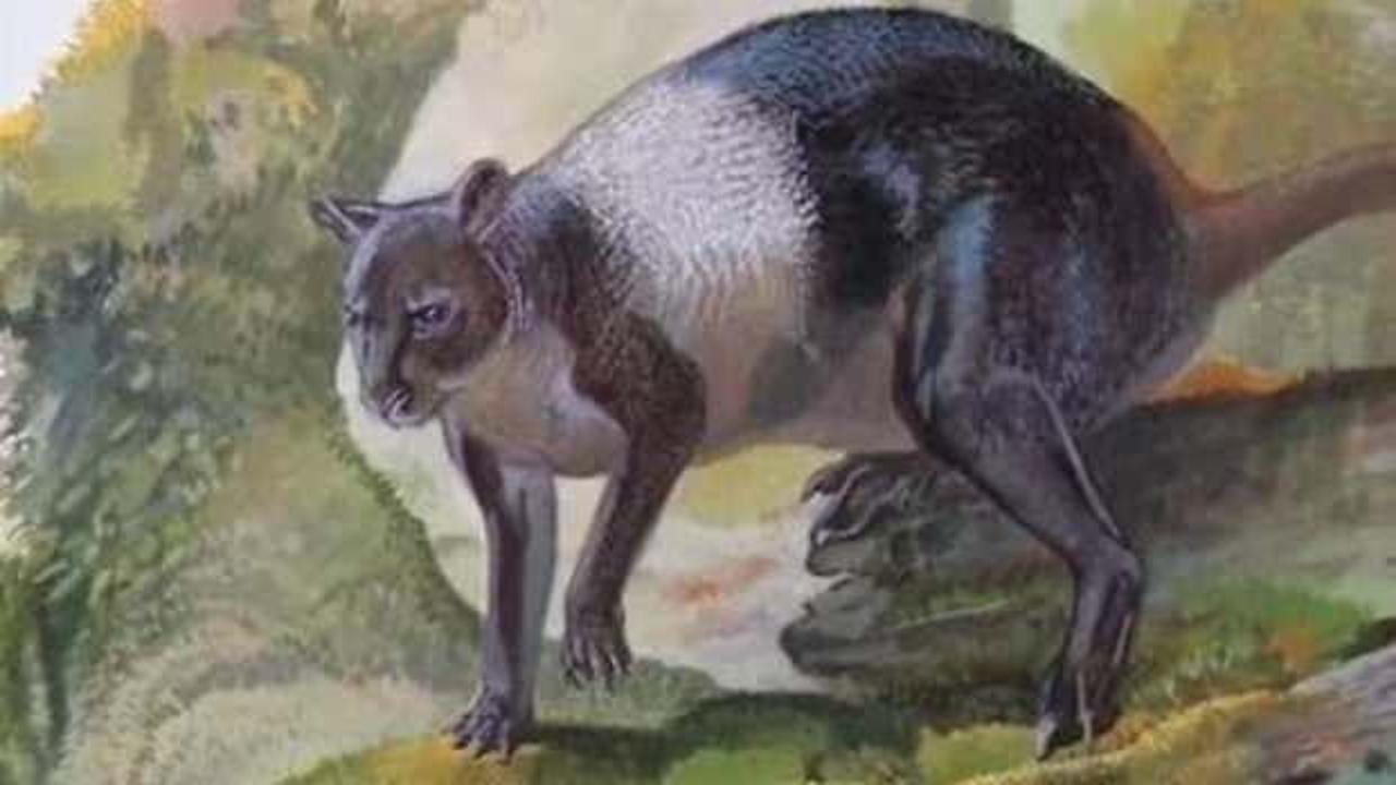 Papua Yeni Gine'de benzersiz bir kanguru fosili bulundu