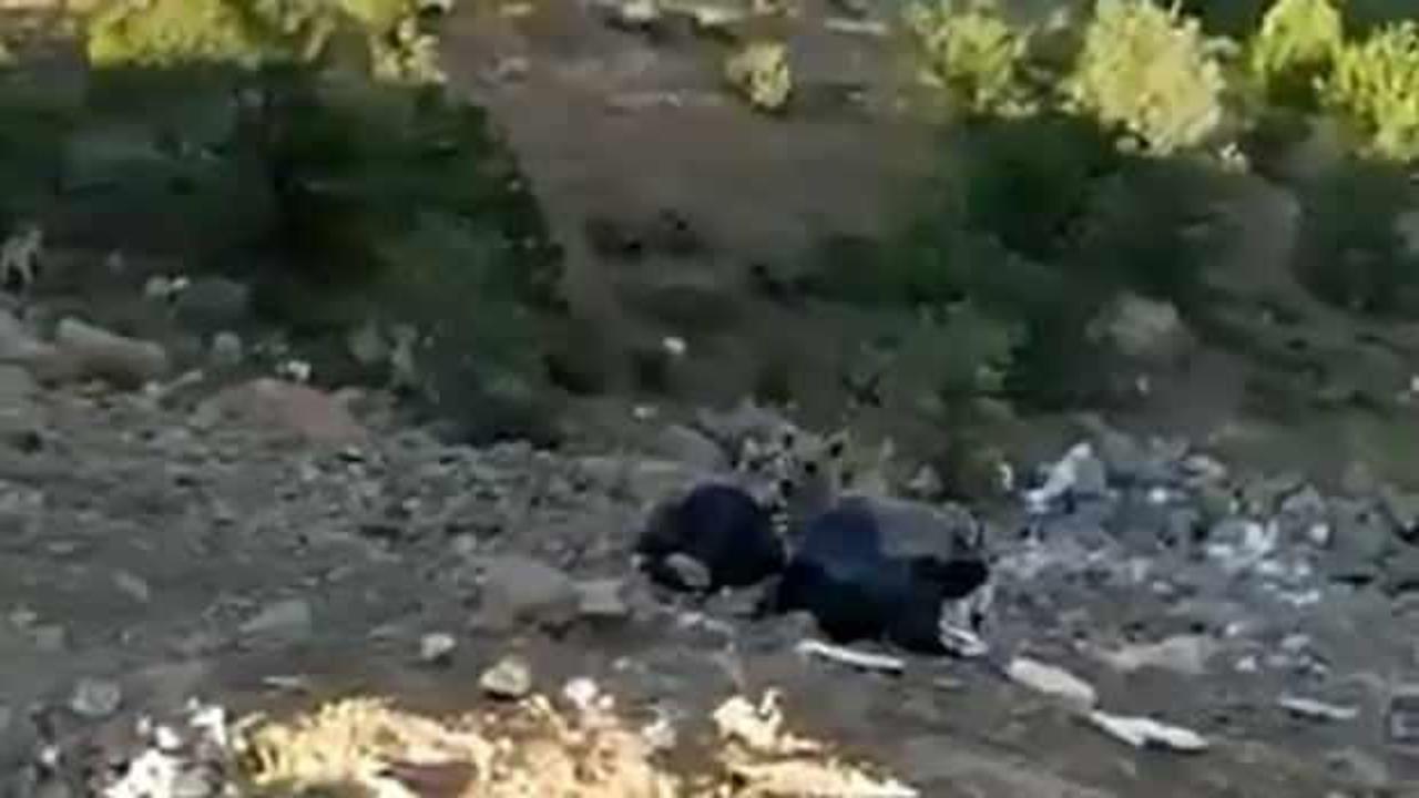 Ter&ouml;rden temizlenen Hakkari dağları yaban hayvanlarıyla renklendi 