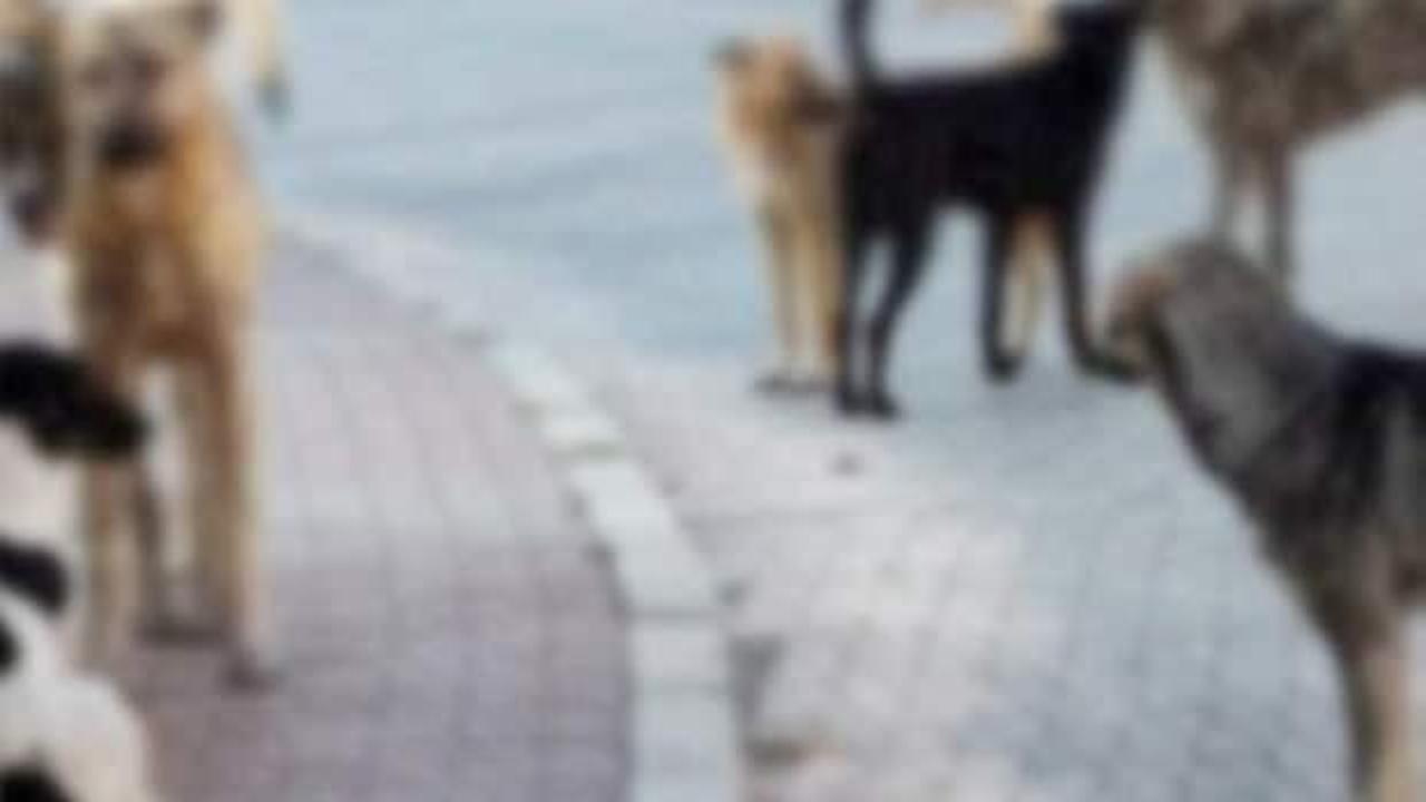 Ümraniye'de sahipsiz köpek dehşeti: Küçük kız yaralandı!