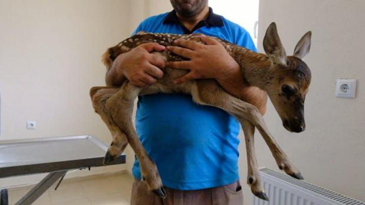 Yaralı yavru ceylana İneg&ouml;l&rsquo;de şefkat eli 