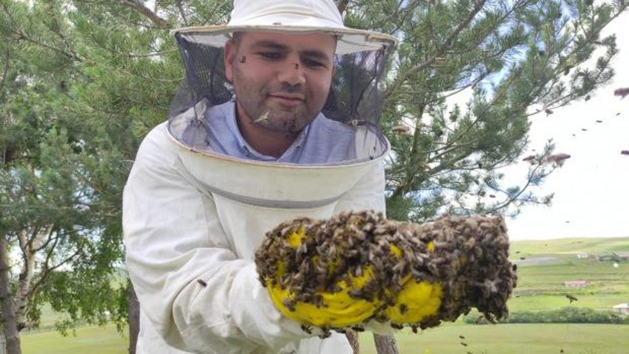 Ardahan&rsquo;da oğul veren arılar &ccedil;am ağacını sardı