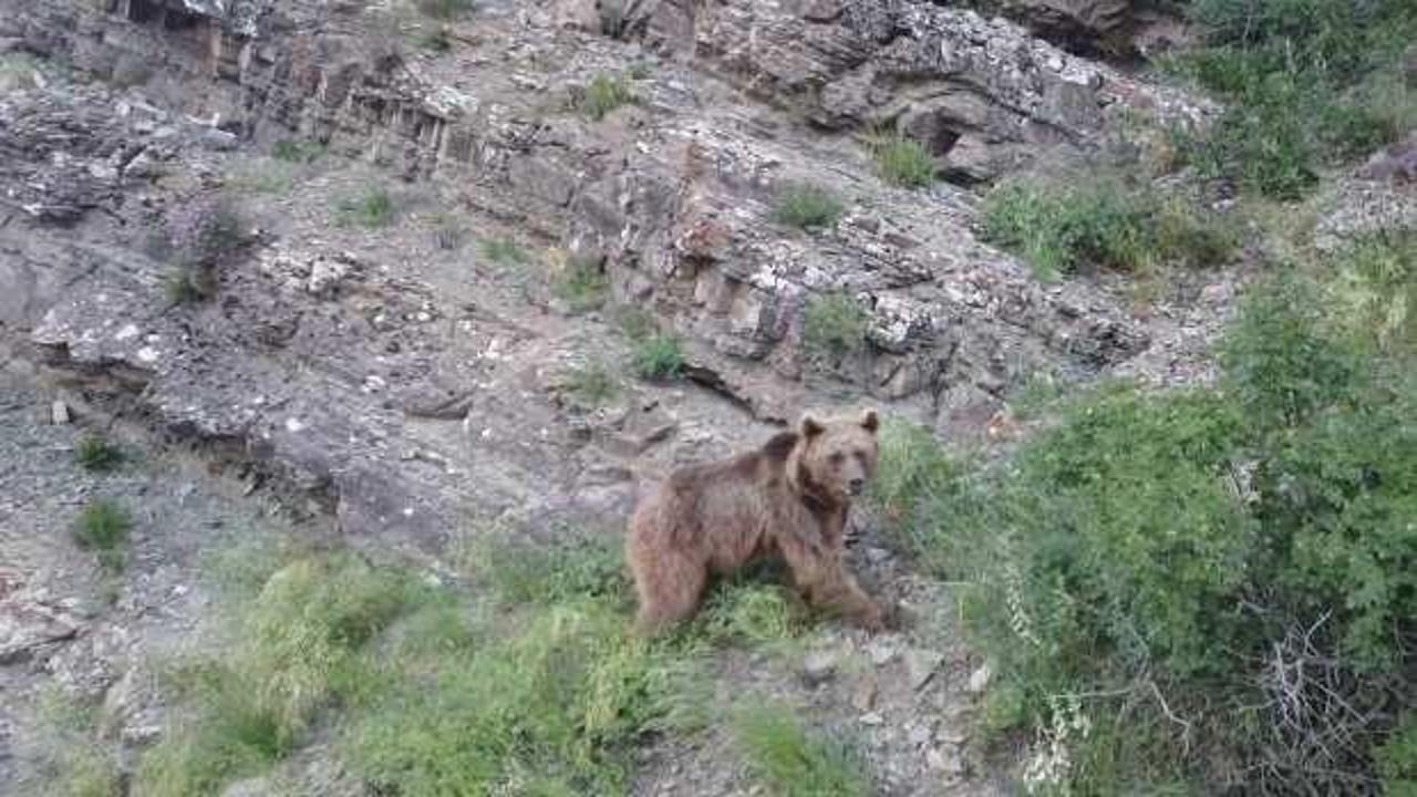 &Ccedil;ekim yaparken fark etti, tosunu yiyen ayıyı dron ile kovaladı