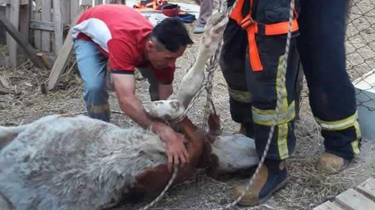 Denizli&rsquo;de kurbanlık inek su kuyusuna d&uuml;şt&uuml;, imdadına itfaiye yetişti