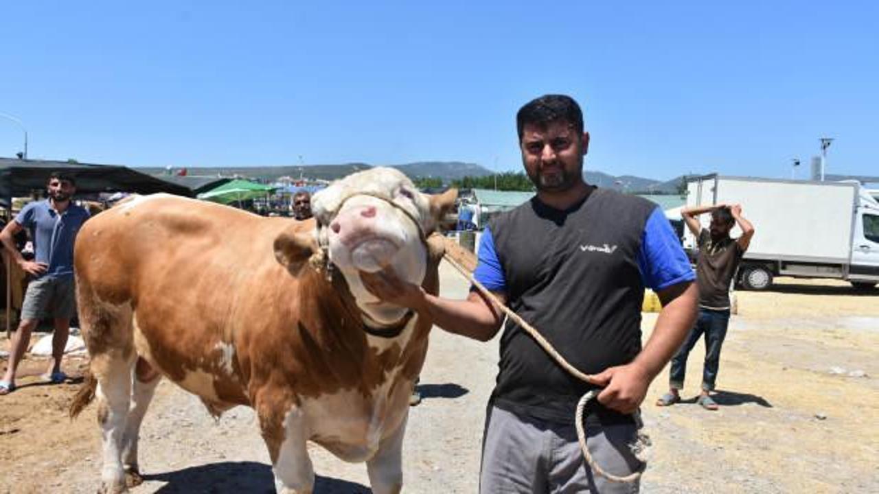 Gaziemir’de kurban pazarının en büyüğü 67 bin TL'den satıldı!