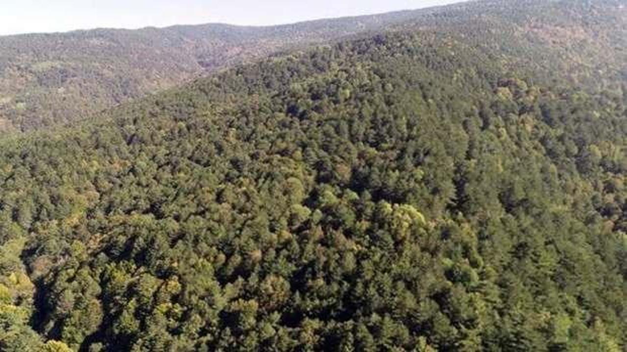 Kilis'te ormanlık alanlara giriş 1 Ekim'e kadar yasaklandı