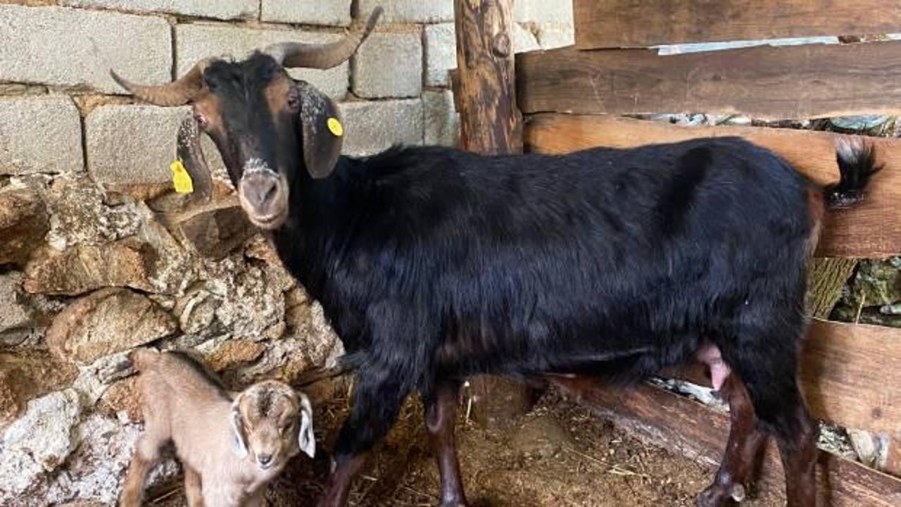 Kurbanlık aldığı ke&ccedil;i doğum yaptı