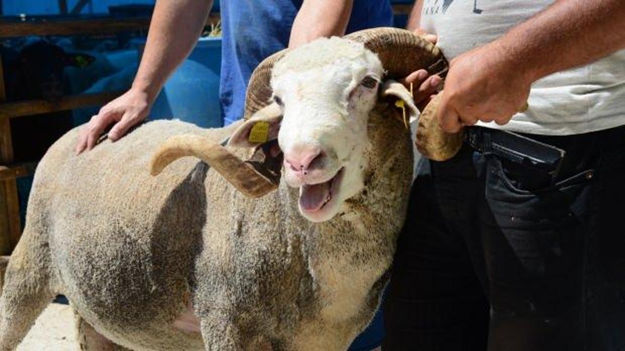 Pazarın en ağır ko&ccedil;u Pablo dikkatleri &uuml;zerine &ccedil;ekiyor