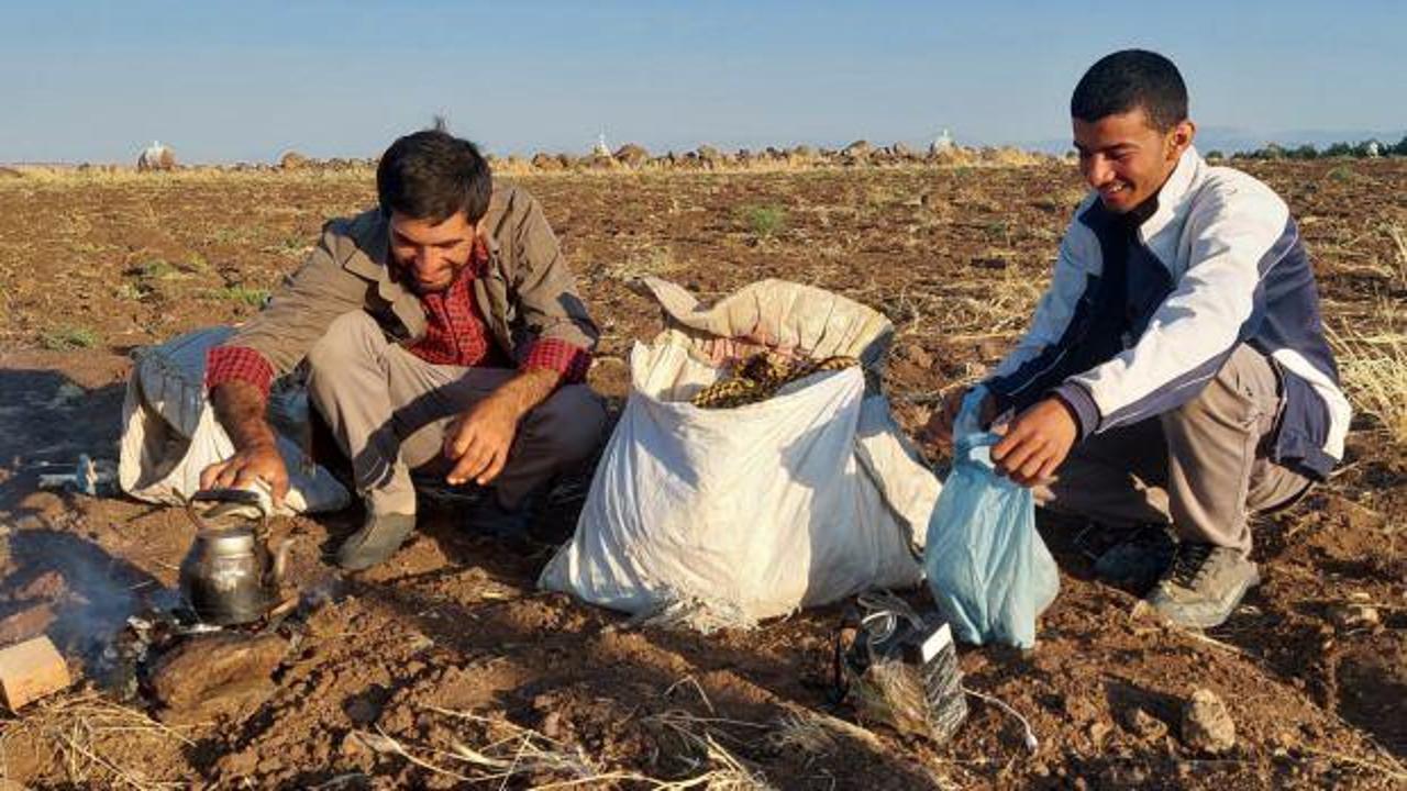 Siverek&rsquo;te &ccedil;obanların bayram mesaisi