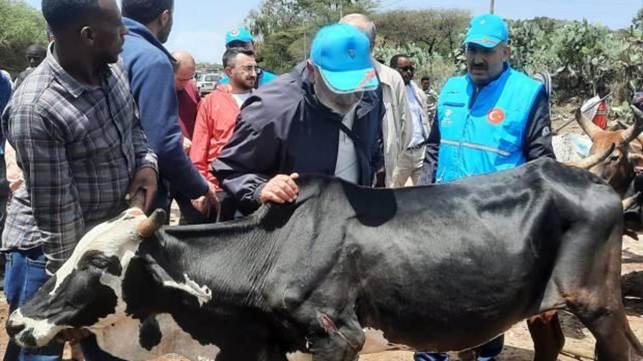 TDV görevlileri, Etiyopya'da kurbanlık hayvanları kontrol etti