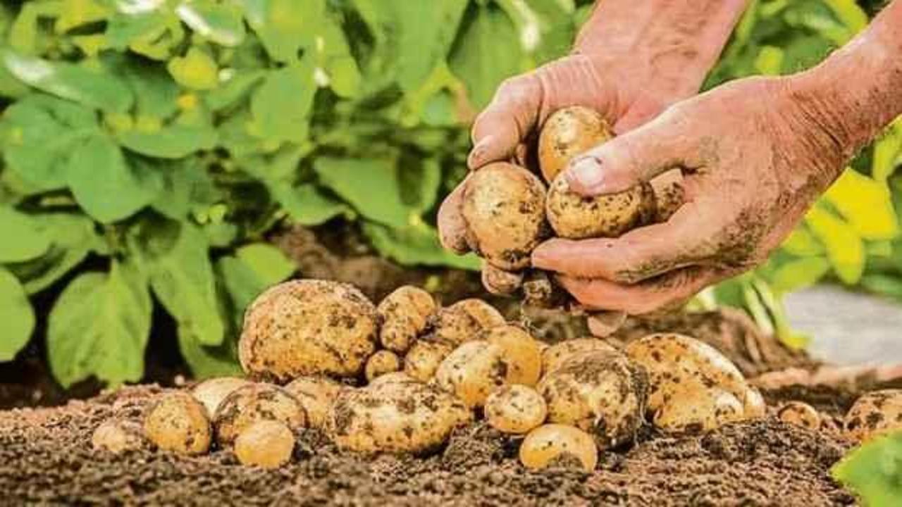 Arz talebi karşılamadı, fiyatı arttı