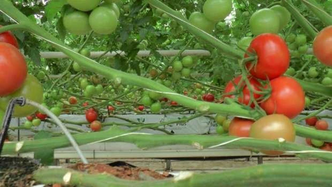 Nevşehir’den Ukrayna’ya domates ihracatı