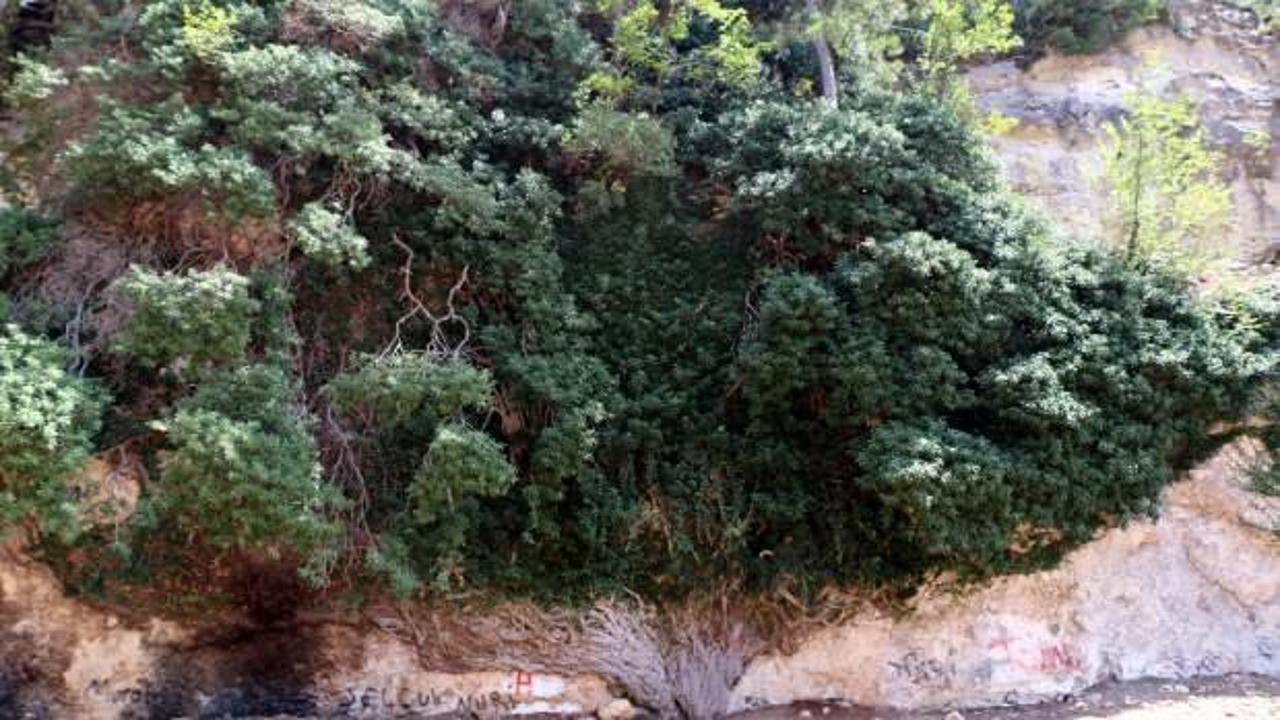 Adana&rsquo;daki 4 bin yıllık dev sarmaşık ihtişamıyla g&ouml;z dolduruyor