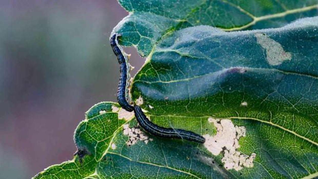 AK Parti'li Aksal duyurdu: Edirne'de &ccedil;ayır tırtılı b&uuml;y&uuml;k &ouml;l&ccedil;&uuml;de kontrol altına alındı