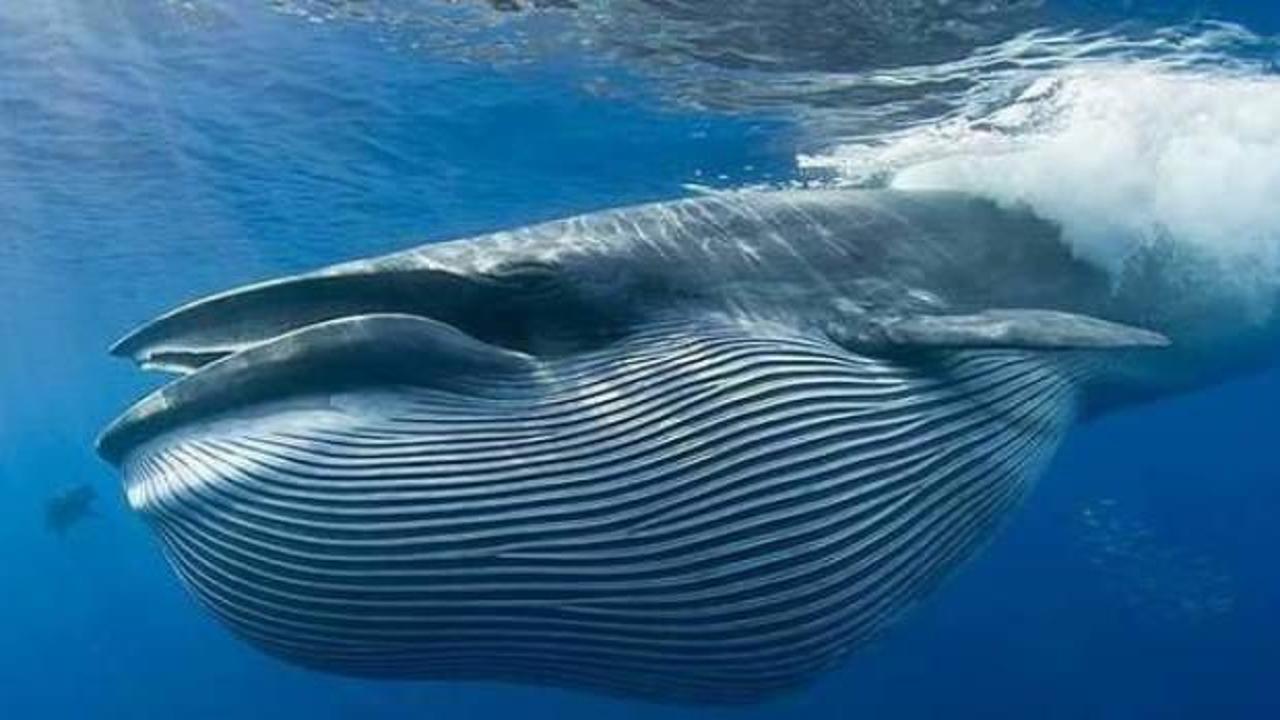 Balinaların azalması küresel ısınmanın artmasına neden oluyor