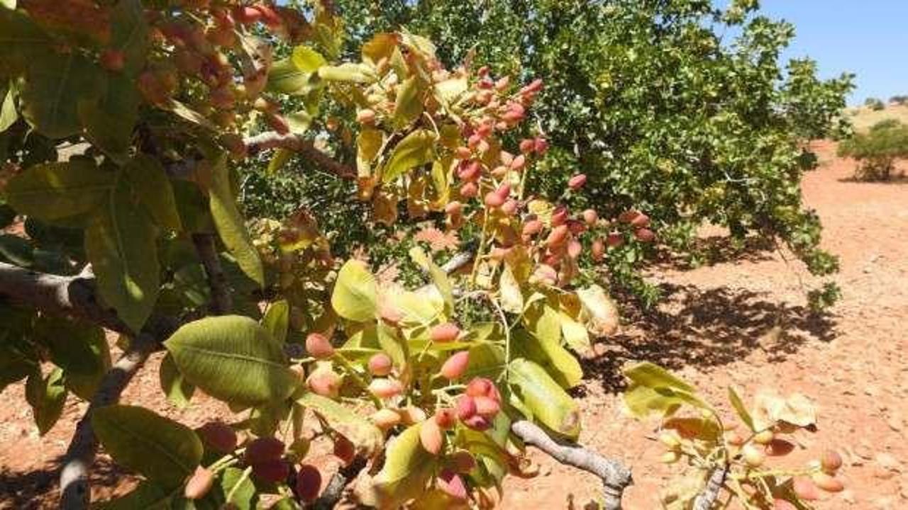 Bu fıstık ağacı g&ouml;renleri hayrete d&uuml;ş&uuml;r&uuml;yor