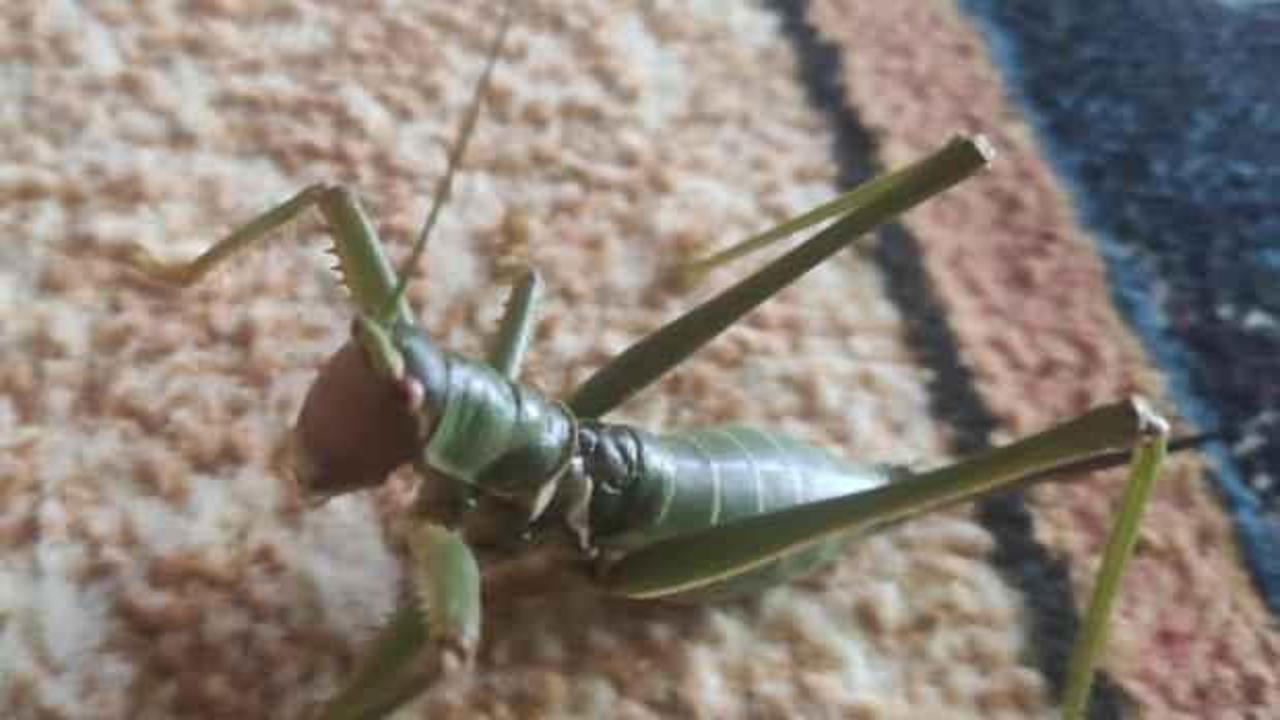 Dev &ccedil;ekirge Elazığ'da g&ouml;r&uuml;ld&uuml;