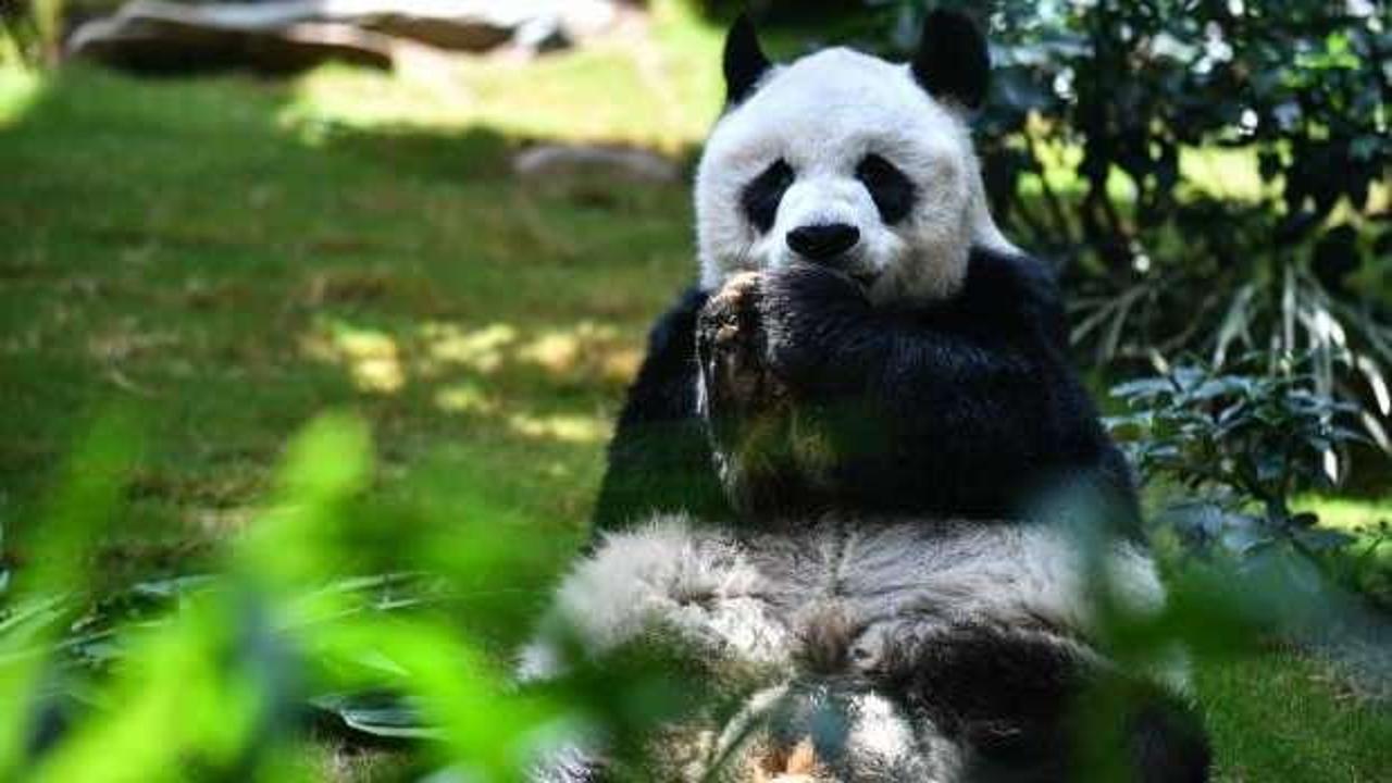En yaşlı erkek dev panda 35 yaşında öldü