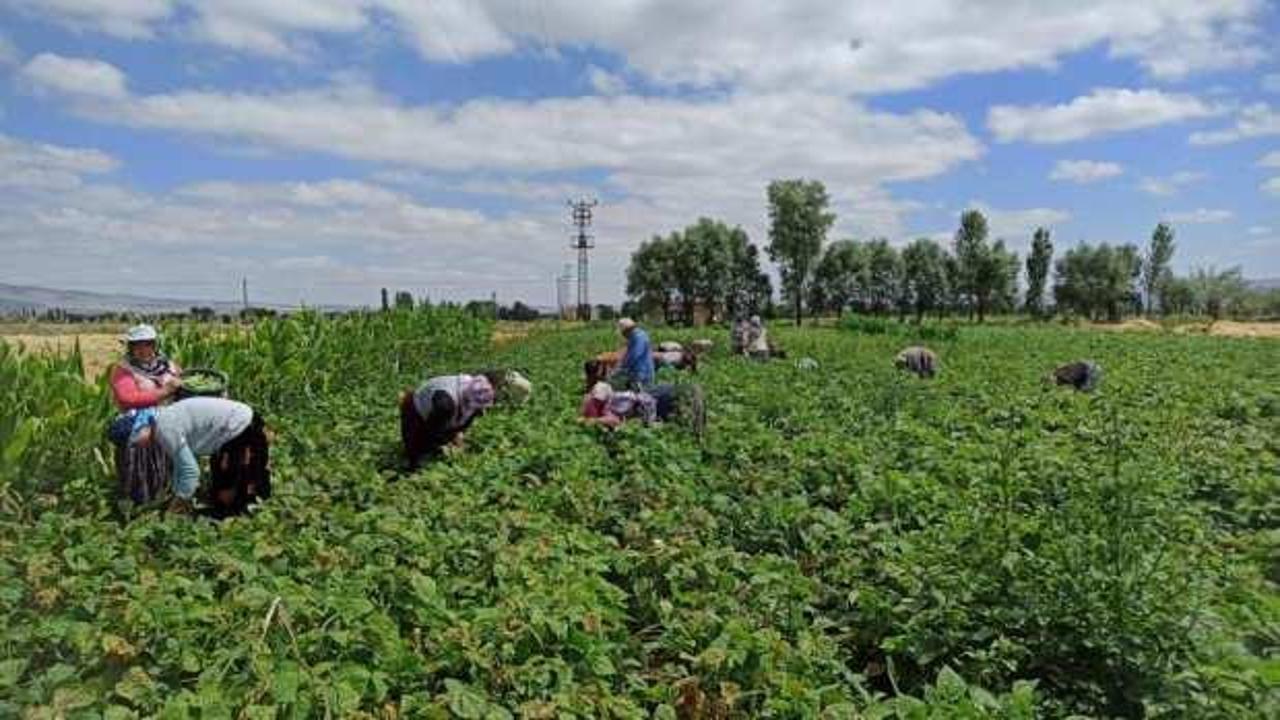 Fasulye hasadında &ccedil;alışan tarım iş&ccedil;ileri yevmiyelerin artırılmasını istiyor