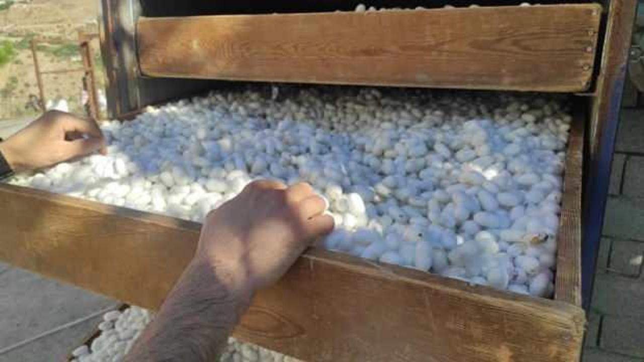 İpek b&ouml;ceğinden bir ayda 1 milyon TL'lik kazan&ccedil; sağlandı