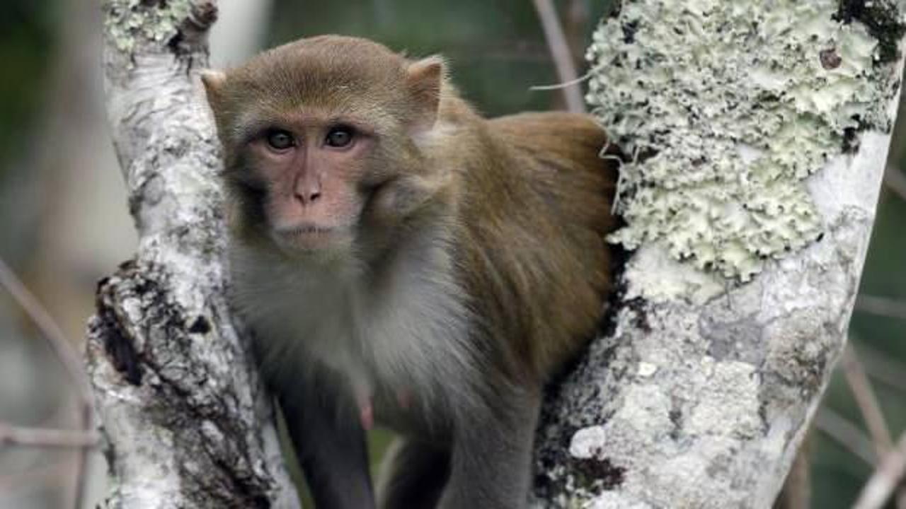 Japonya'da 10 kişiye saldıran maymun aranıyor