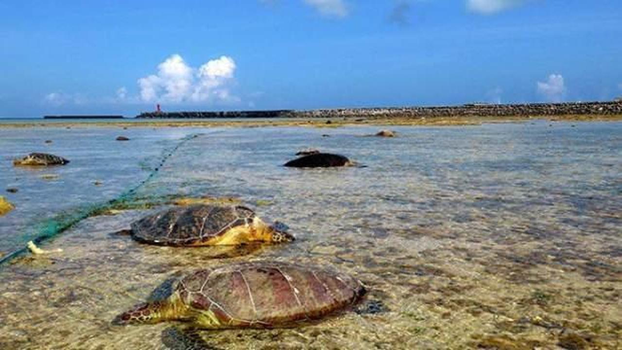 Japonya’da 30'dan fazla kaplumbağa boğazından bıçaklandı