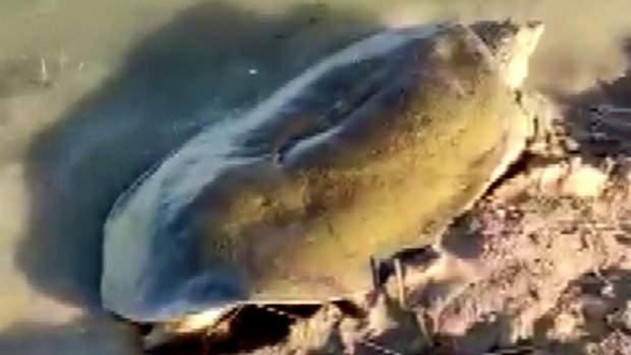 Nesli tükenme tehlikesinde olan Fırat kaplumbağası balıkçı oltasına takıldı