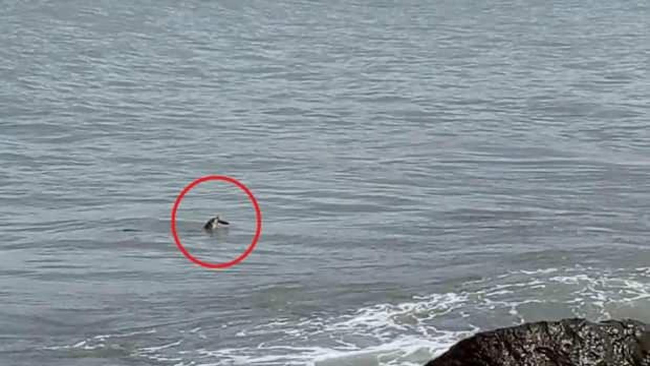 Nesli t&uuml;kenme tehlikesinde olan su samuru Ordu&rsquo;da g&ouml;r&uuml;ld&uuml;